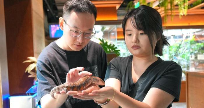 成都商场藏“热带雨林”:400平方米爬宠博物馆成新宠 配图