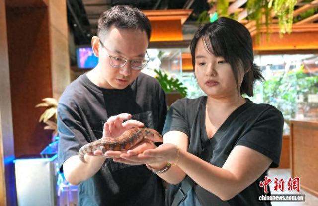 成都商场藏“热带雨林”:400平方米爬宠博物馆成新宠 配图