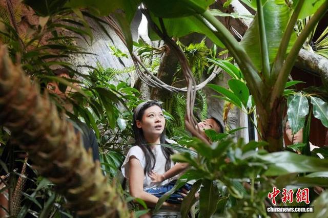 成都商场藏“热带雨林”:400平方米爬宠博物馆成新宠 配图
